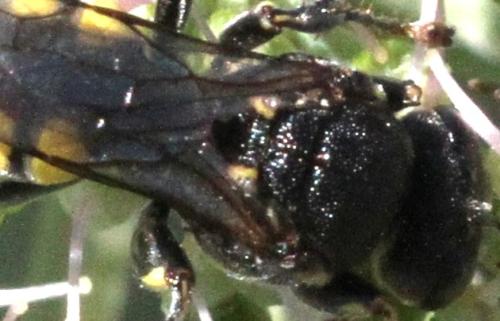 Oxybelus mucronatus